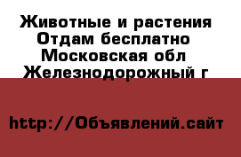 Животные и растения Отдам бесплатно. Московская обл.,Железнодорожный г.